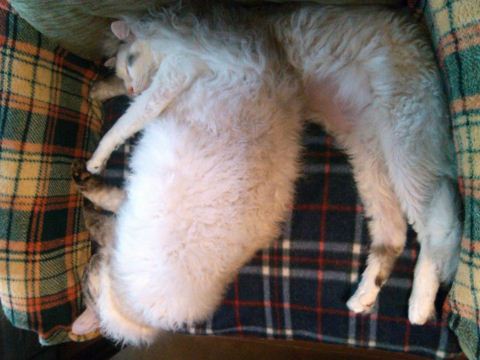 IMG_20120318_152945_resize.jpg