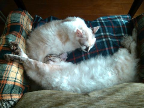 IMG_20120325_170542_resize.jpg