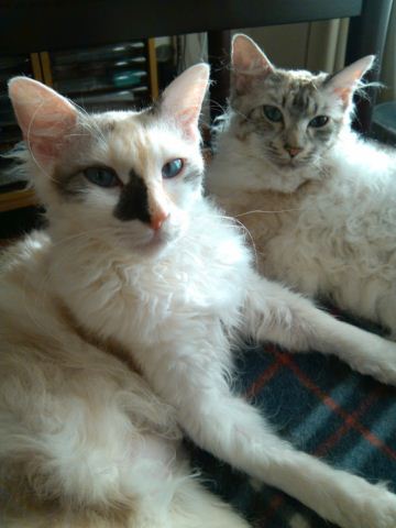 IMG_20120325_171008_resize.jpg