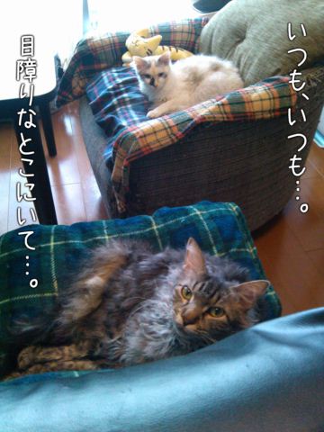 IMG_20120402_080803_dialog_resize.jpg
