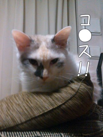 IMG_20120402_213637_dialog_resize.jpg