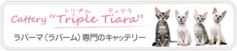 Cattery「Triple Tiara」 (キャッテリー トリプル ティアラ) へ