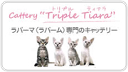 キャッテリー　トリプルティアラへ